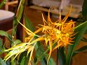 brassavola hyb.